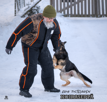 KoiraSeppä Erik Tistelgren: Suojelun lajiharjoittelu & koira-ohjaaja suhde